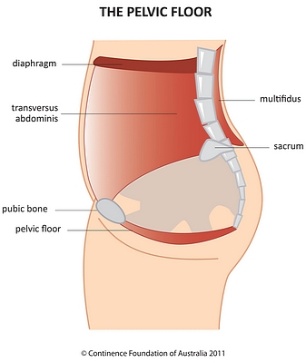 Rebounding and the pelvic floor  Continence Foundation of Australia